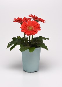 cherry_light_eye (1)